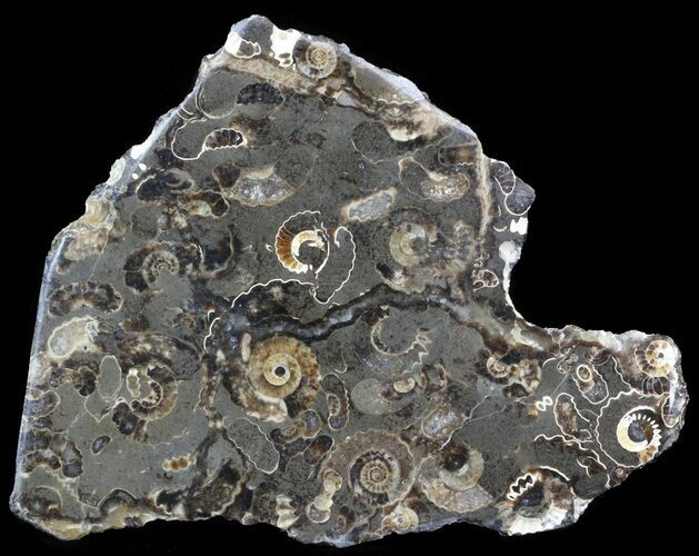 Polished Ammonite Fossil Slab - Marston Magna Marble #42099